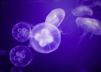 There’s a Mysterious Barrier in the Ocean That Jellyfish Won’t Cross