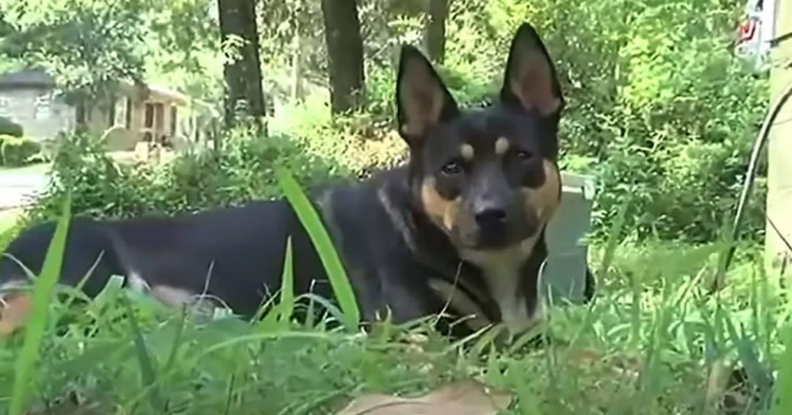 This Dog Keeps Bringing Home Human Bones Linked To Murder Mystery: ‘She Did It Again’