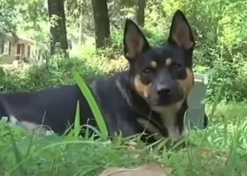 This Dog Keeps Bringing Home Human Bones Linked To Murder Mystery: ‘She Did It Again’