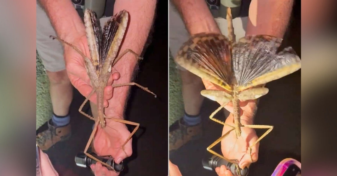 This Massive Stick Insect Might Be the Heaviest Bug in Australia