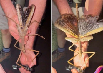 This Massive Stick Insect Might Be the Heaviest Bug in Australia