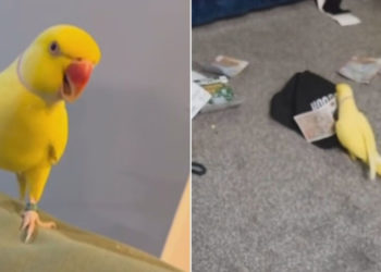 This Talking Parrot Just Helped Bring Down a Massive Drug Gang