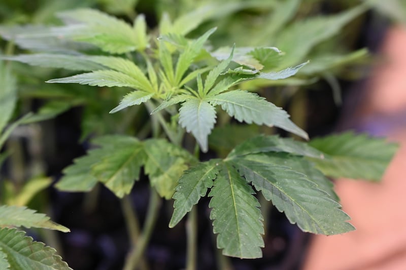Marijuana.