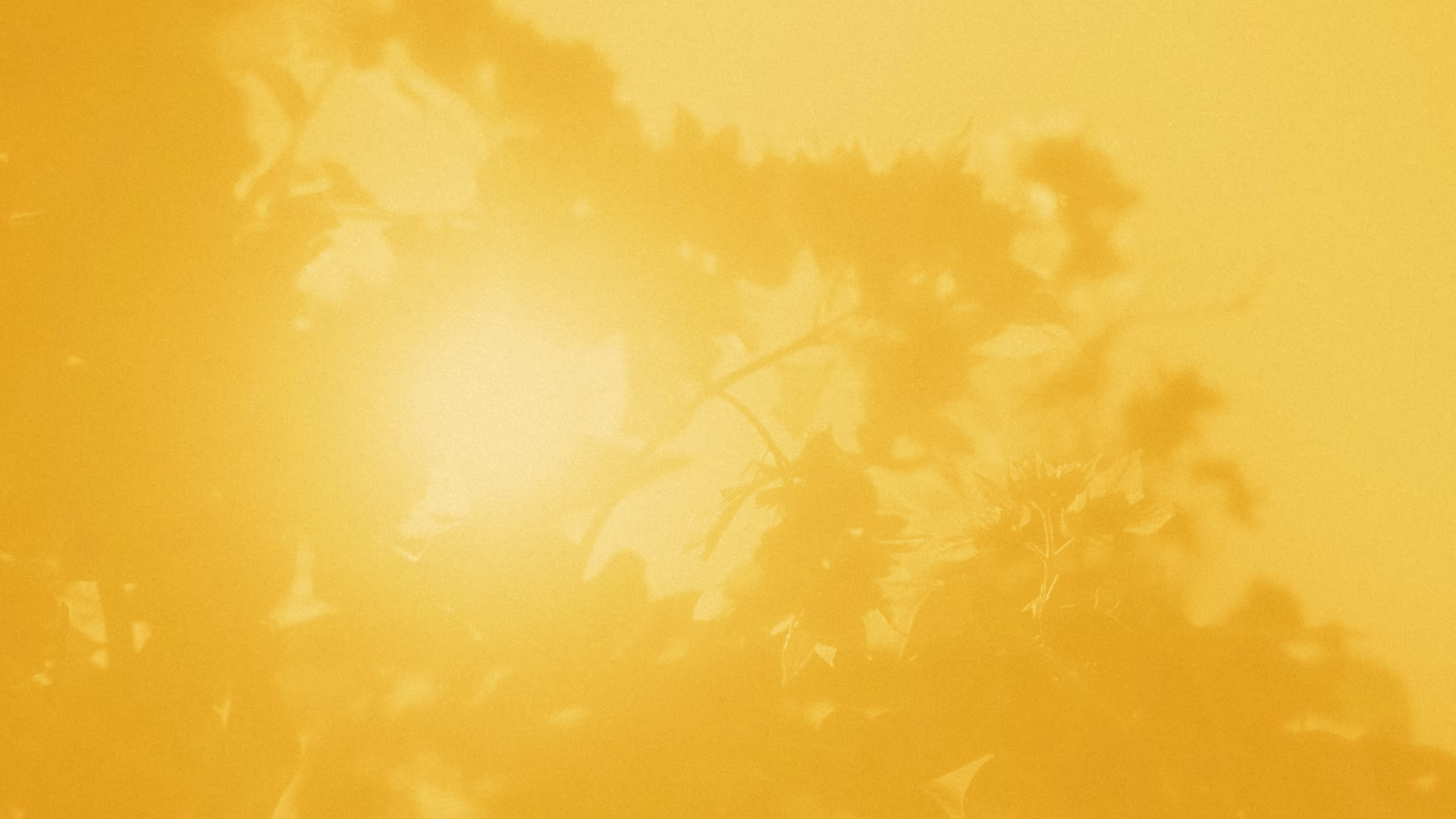 Leaves against the sunlight