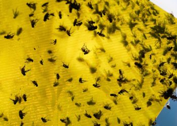 USDA announces $750M sterile fly breeding program to protect cattle from Mexican flesh-eating maggots