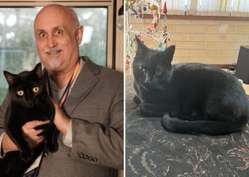 Viral Kitty: Florida lab cat helps discover brand-new virus strain — again