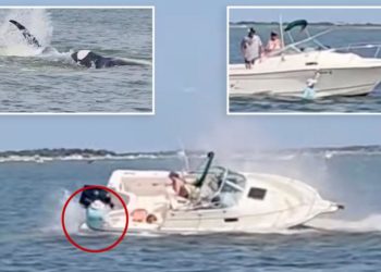 Whale killed off Jersey Shore after bashing boat, throwing passenger into water