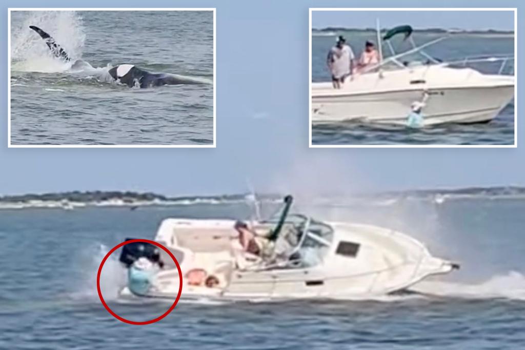 Whale killed off Jersey Shore after bashing boat, throwing passenger into water