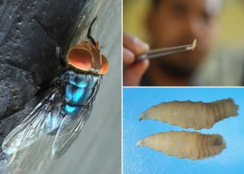 What to know about screwworm amid US human case of flesh-eating parasite