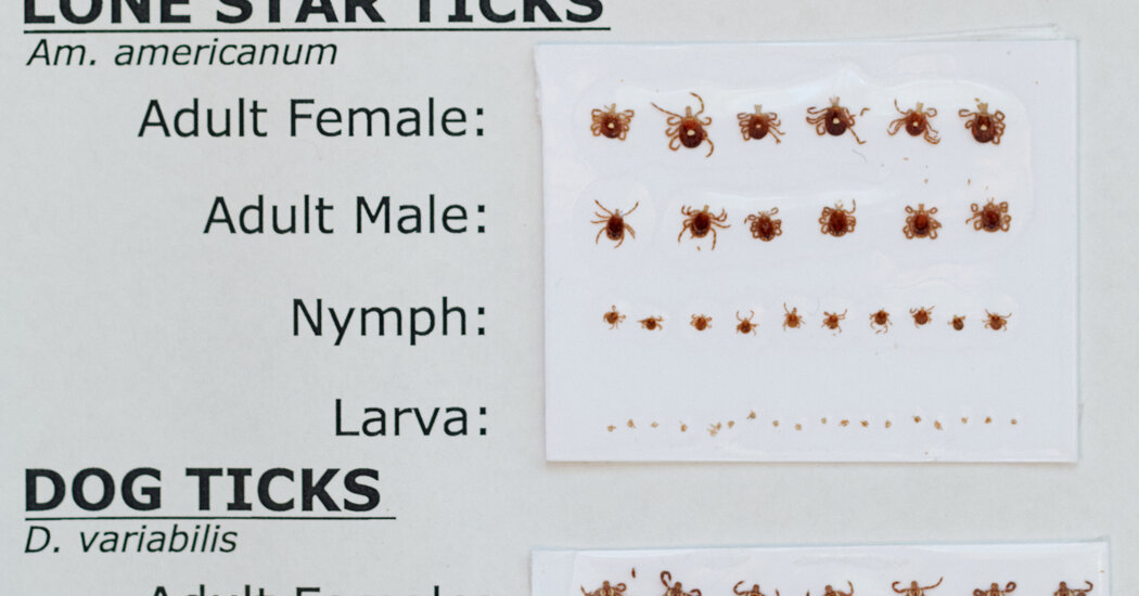 Why Is Martha’s Vineyard Going Vegan? It’s All About Tick Bites.