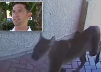 Wild video shows mountain lion strolling into California home, coming face-to-face with man inside
