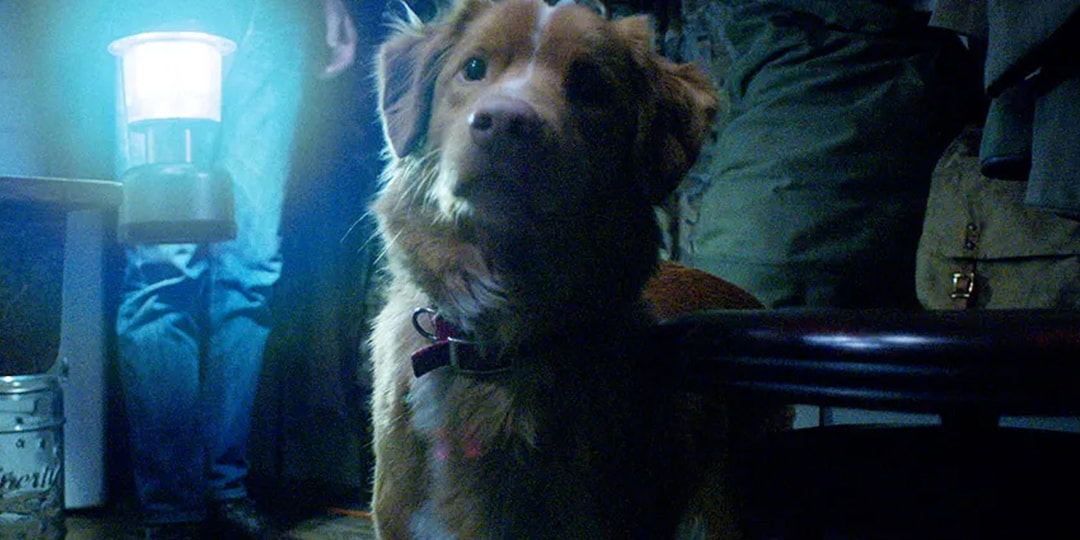 ‘Good Boy’ Official Trailer Shows a Horror Film Entirely from a Dog’s Perspective