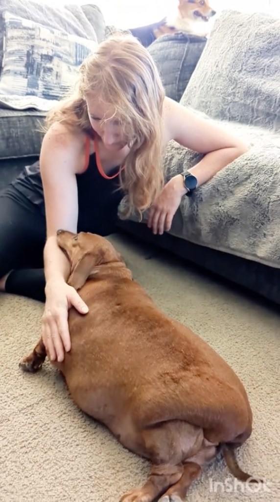 Woman petting overweight dachshund.