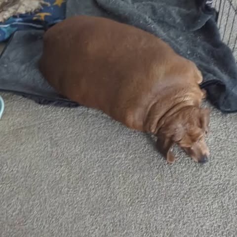 Overweight dachshund lying on the floor.