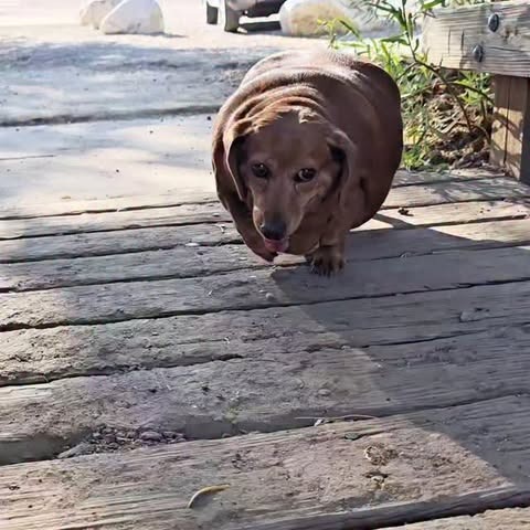 Overweight dachshund on a wooden deck.