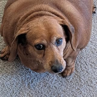Overweight dachshund lying on carpet.