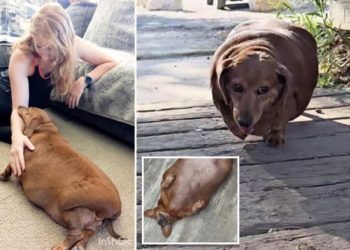 Caregiver adopts dementia-stricken patient’s rotund 55-pound Dachshund: ‘Got a brand new life’