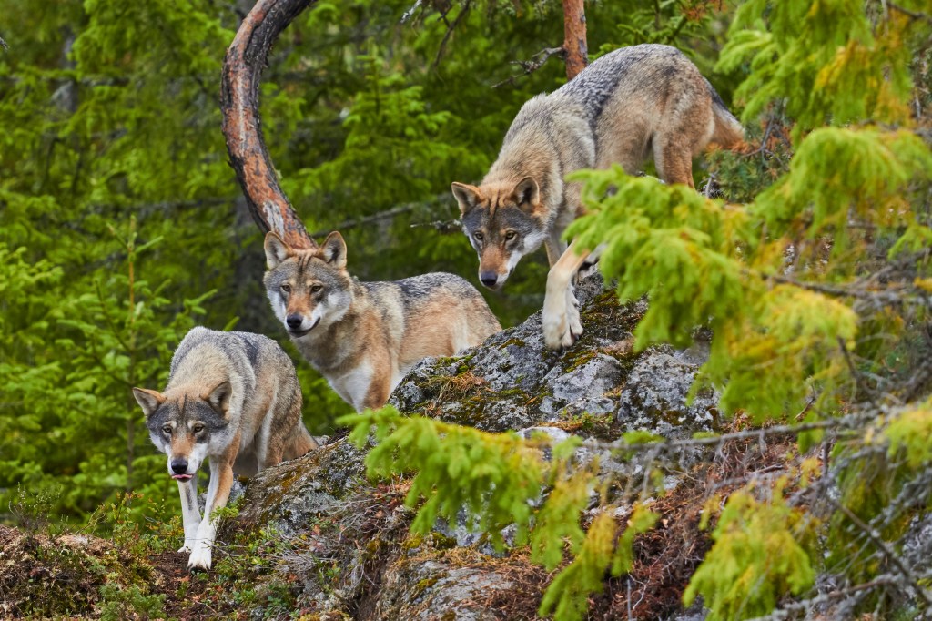 Three wolves patrolling in a forest.