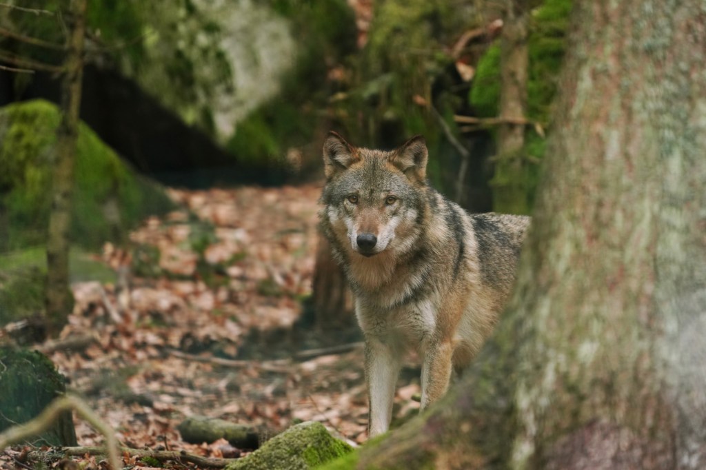 Gray wolf standing in a forest.