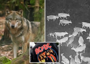 You won’t believe what ‘novel’ thing chases wolves away from livestock out West