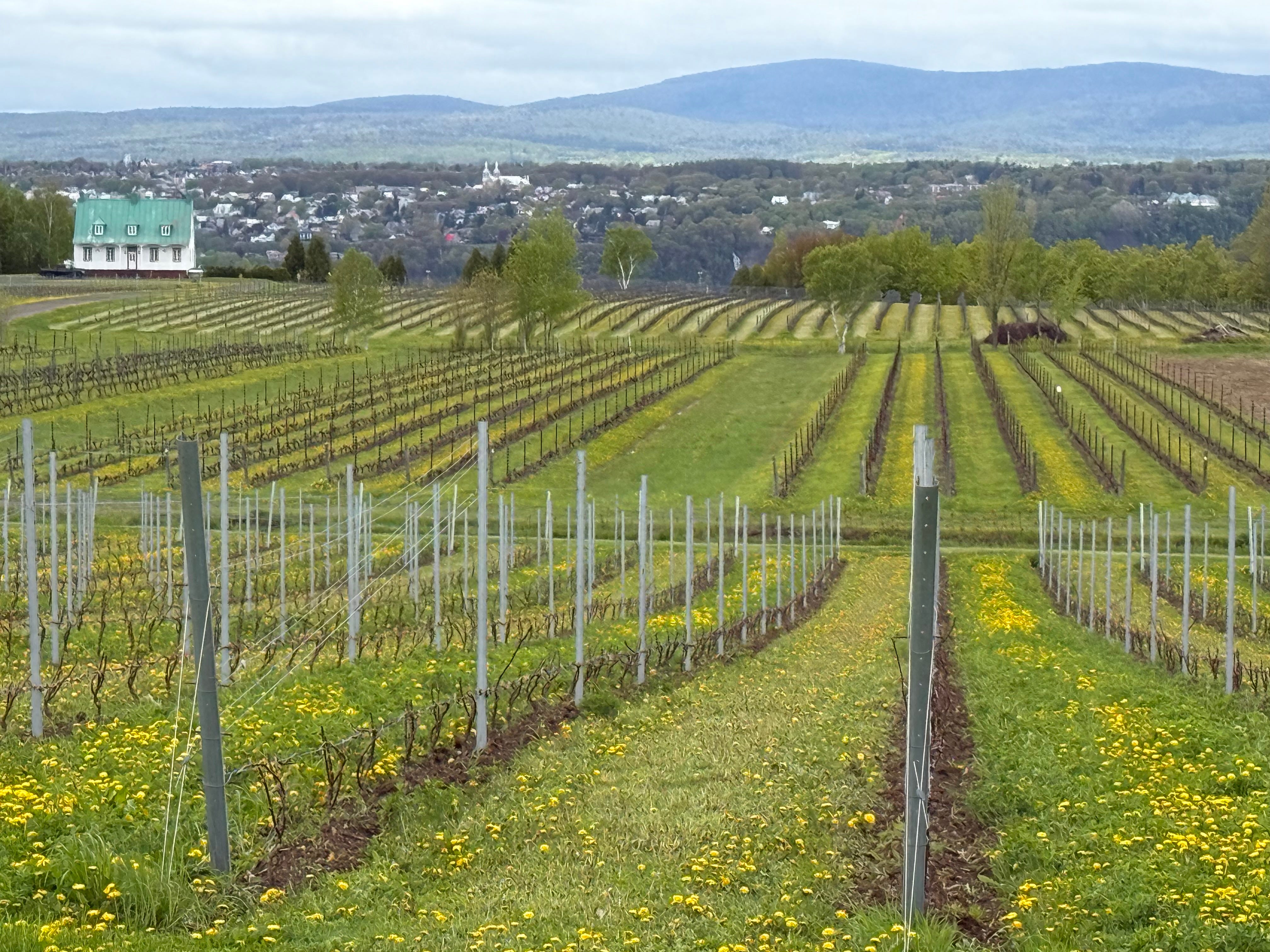 Vineyard with rolling hills, yellow flowers