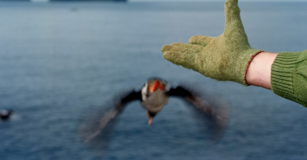 why-people-in-iceland-are-tossing-baby-puffins-off-cliffs-on-purpose
