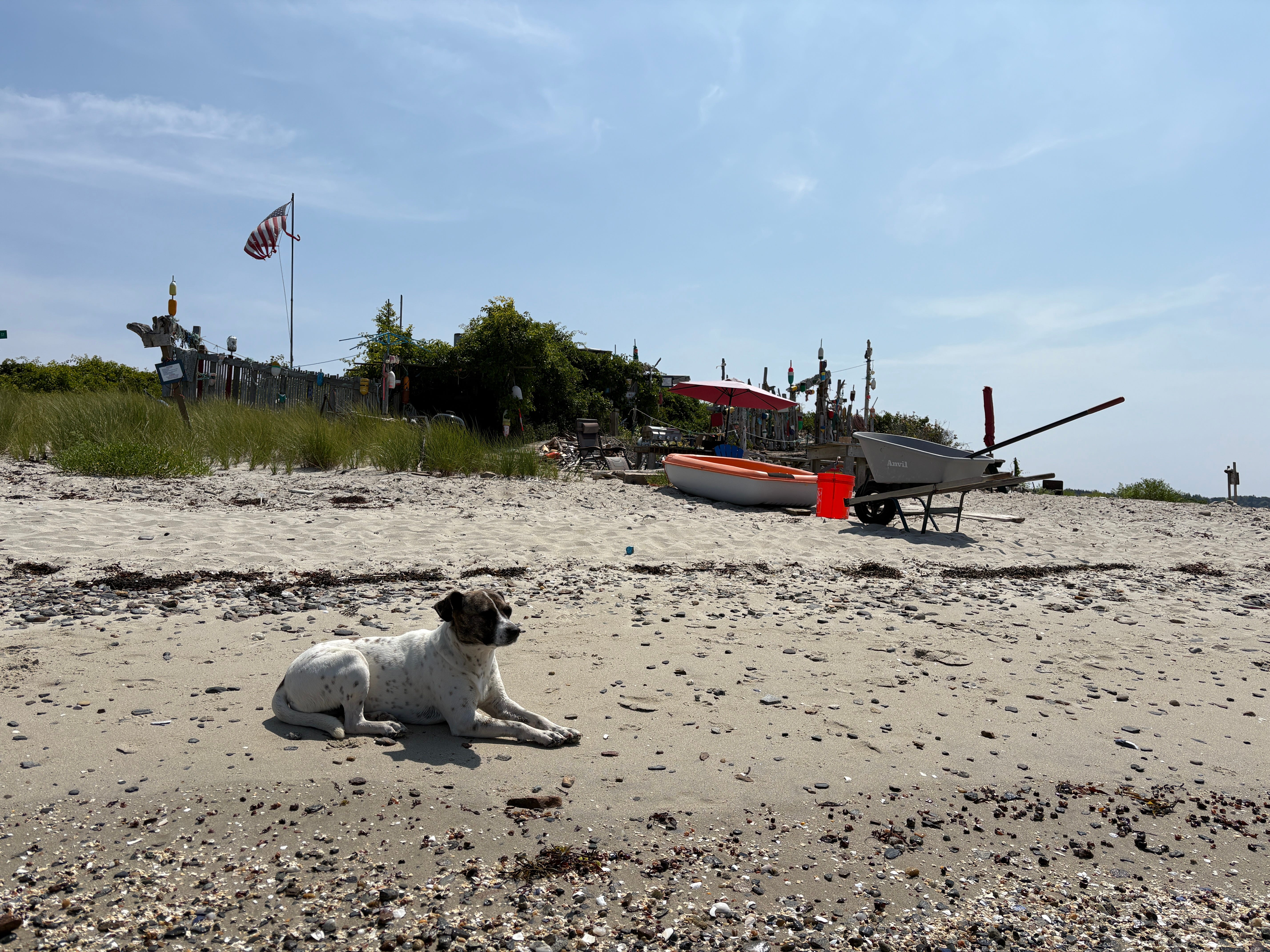 Dog on Maine island