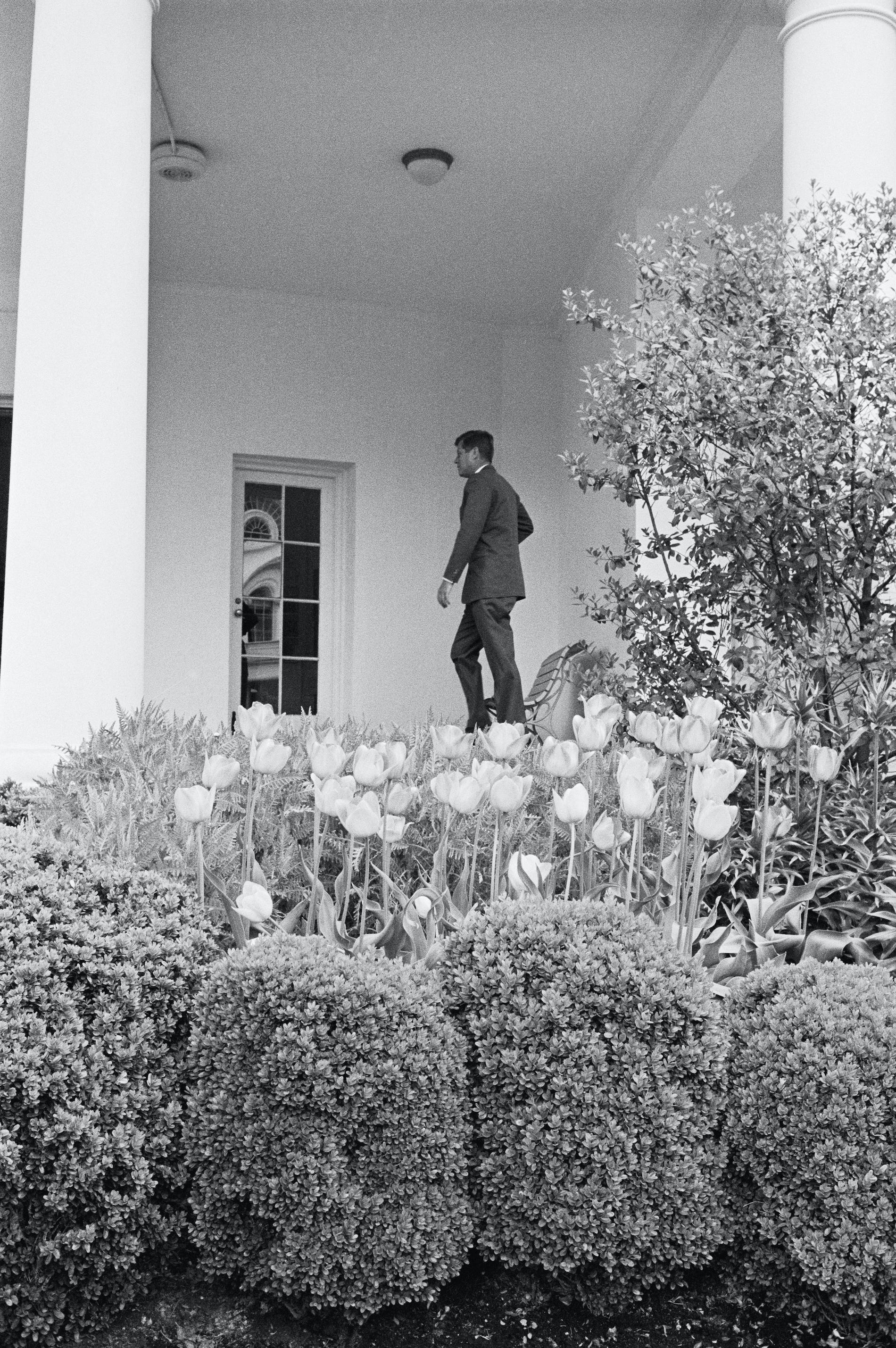 John F. Kennedy pictured with tulips in the White House Rose Garden in 1963.