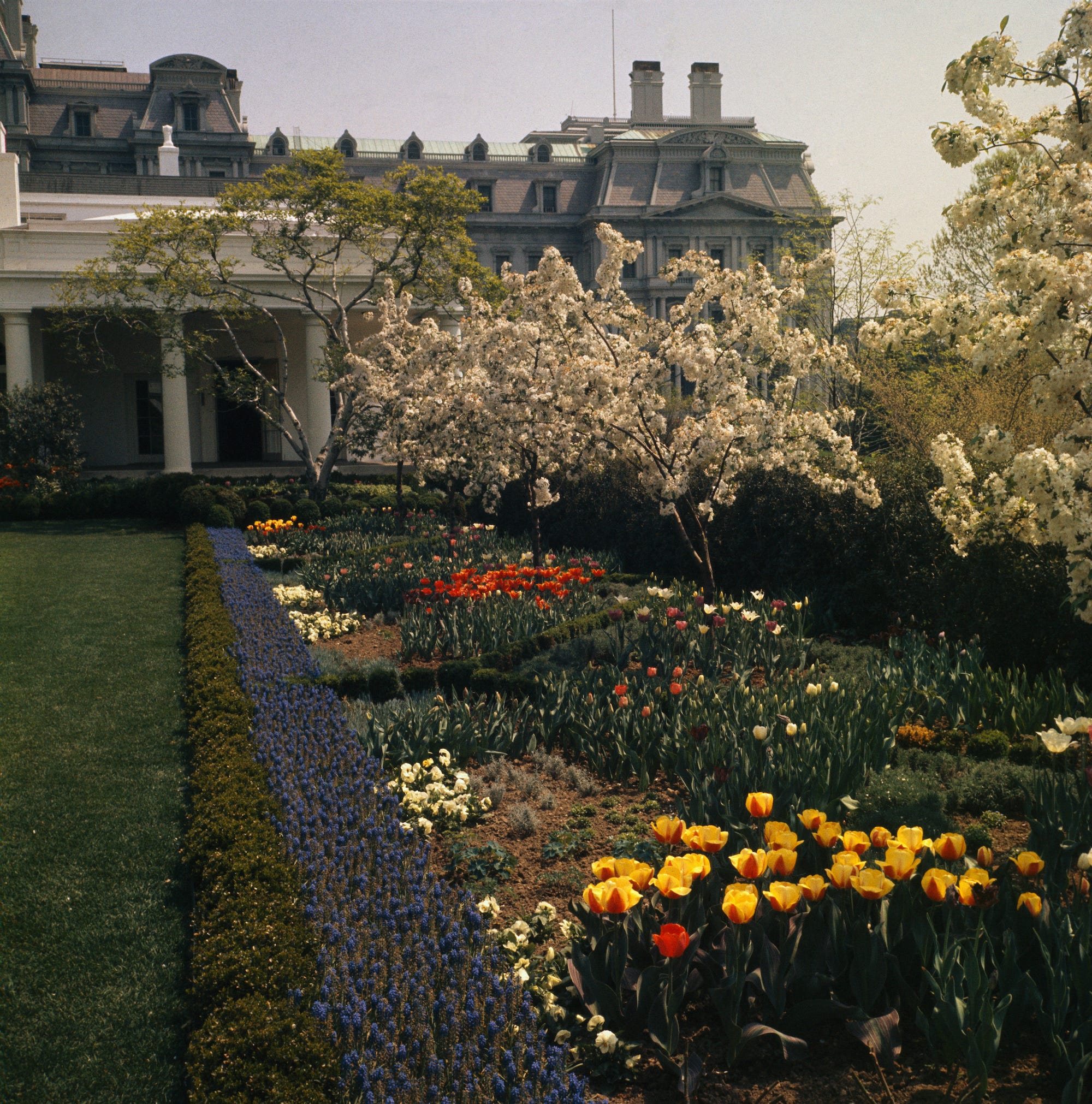 The White House Rose Garden in bloom in 1963.