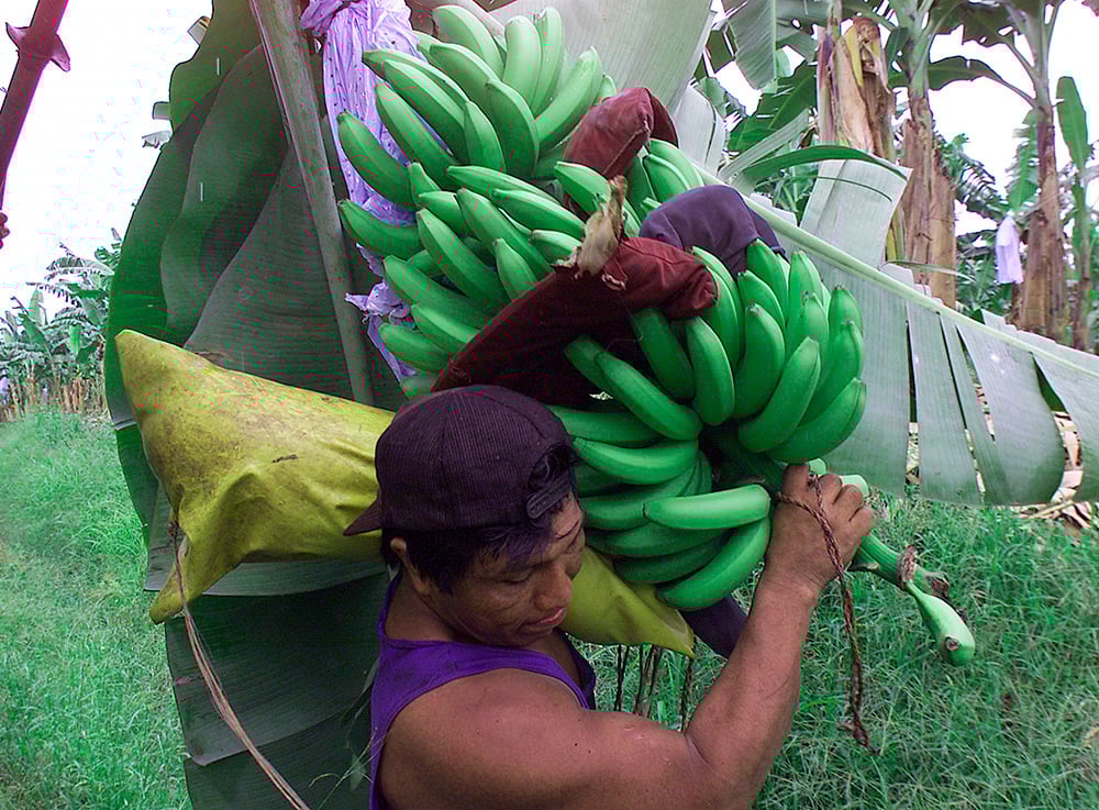 A man in a backward baseball cap and tank top carries a large bunch of green bananas.