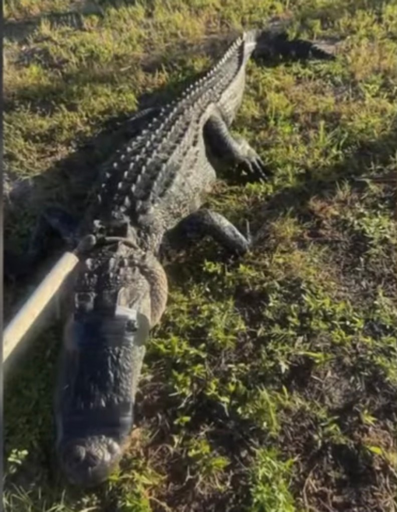 Large alligator on the ground.