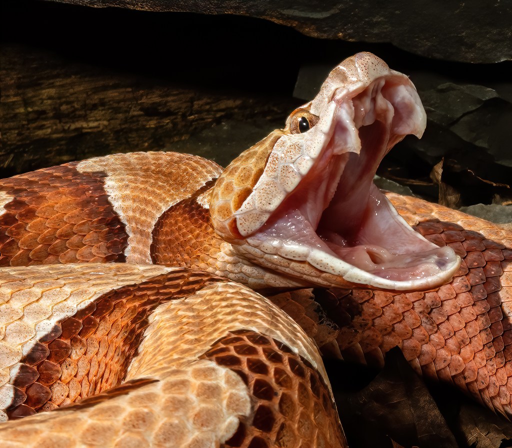 Close-up of a northern copperhead snake with its mouth open.