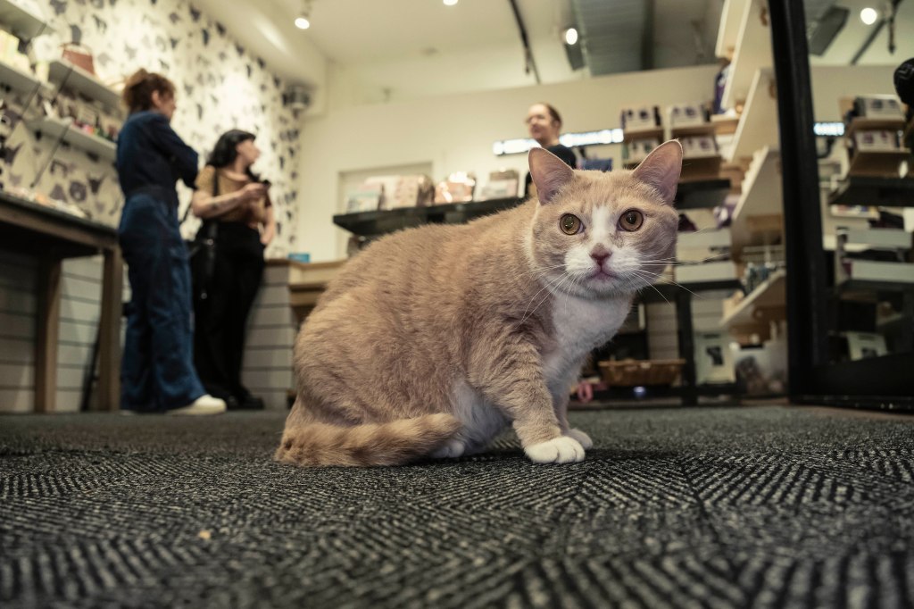 Orange and white cat sitting on the floor of a shop.