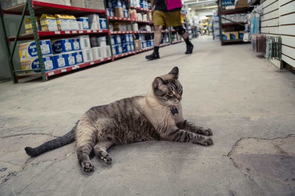 Cat lying on the floor of a hardware store.