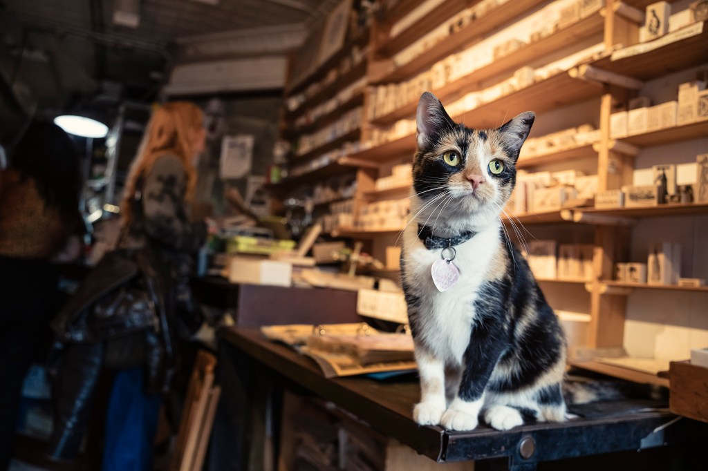 Calico cat sitting on a counter in a shop.