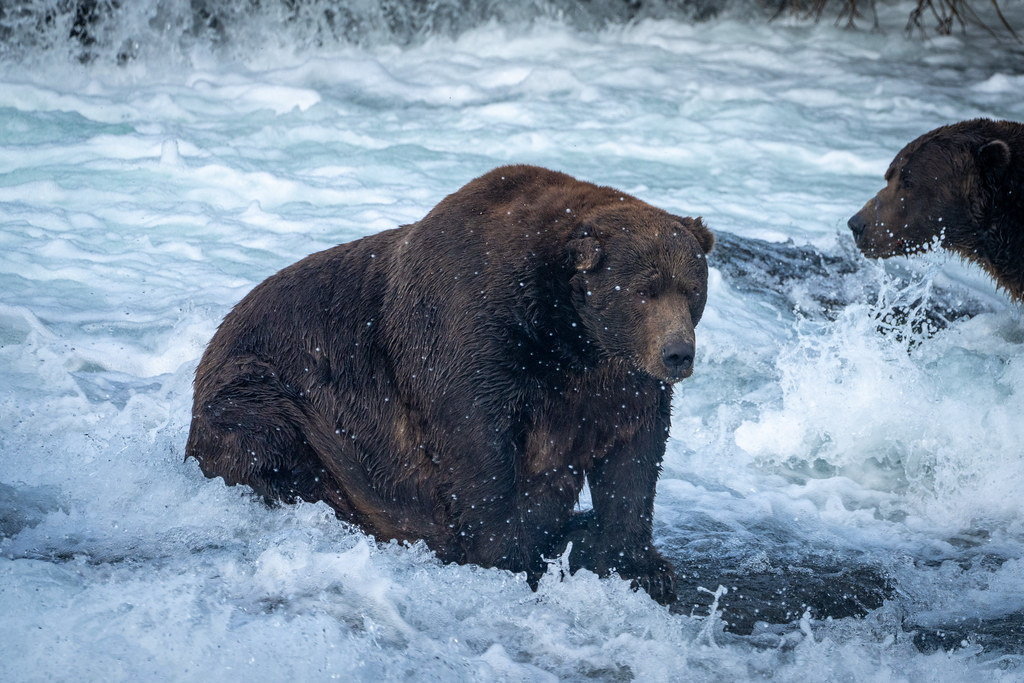 Fat bear in a river.
