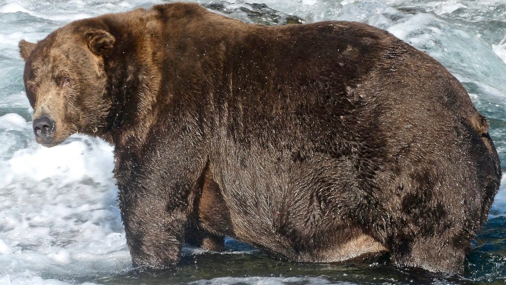 Large brown bear standing in a river.