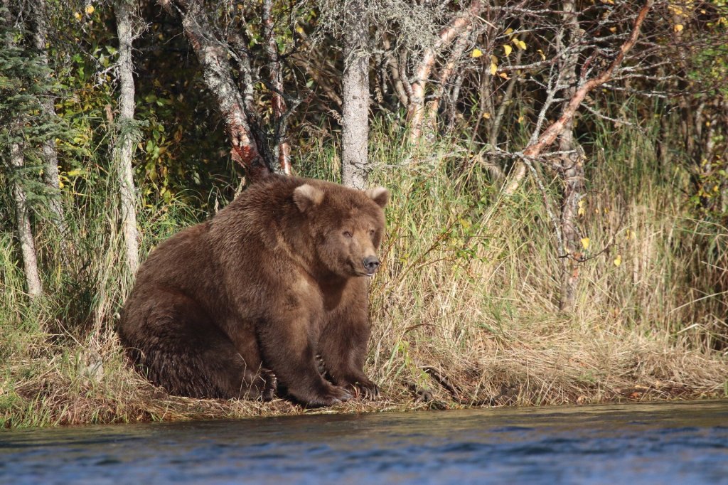 Large brown bear sitting by a river.