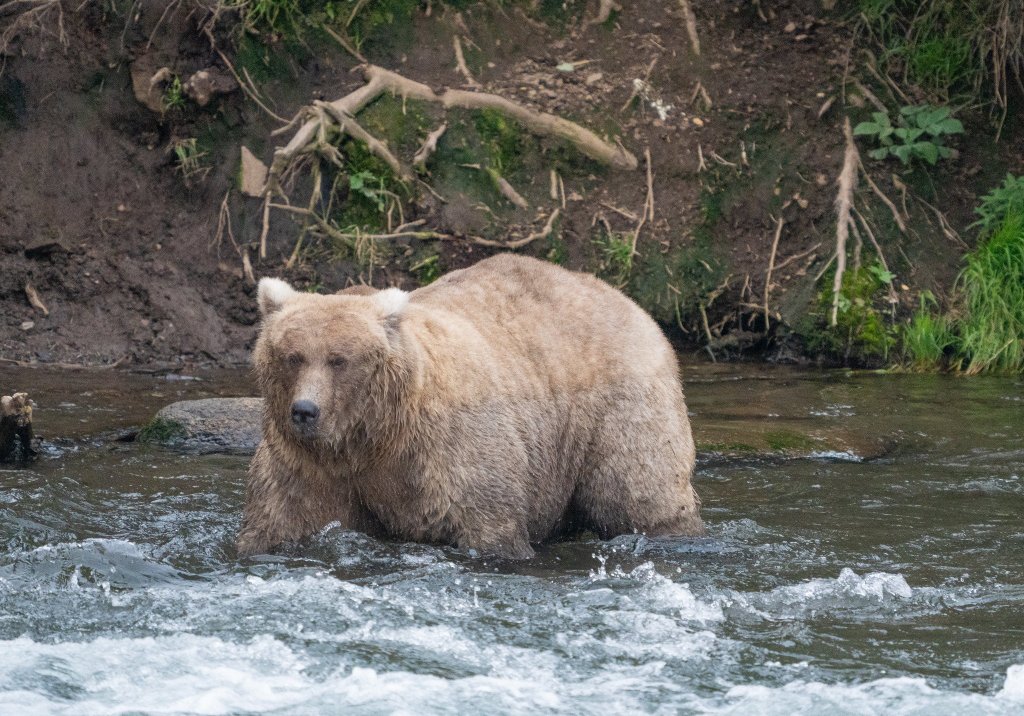 Fat bear in a river.