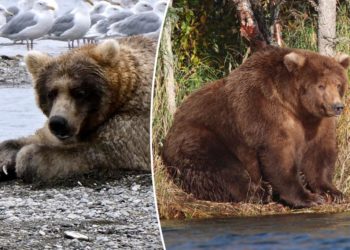 Alaskan brown bears to duke it out for ‘fattest’ bear title in 11th annual national park competition