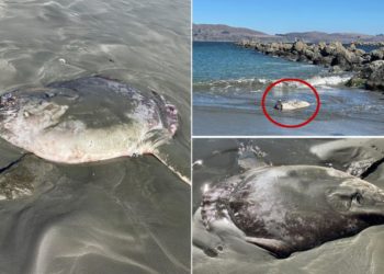 Large, odd-looking fish washes ashore in California: ‘So weird and gorgeous’