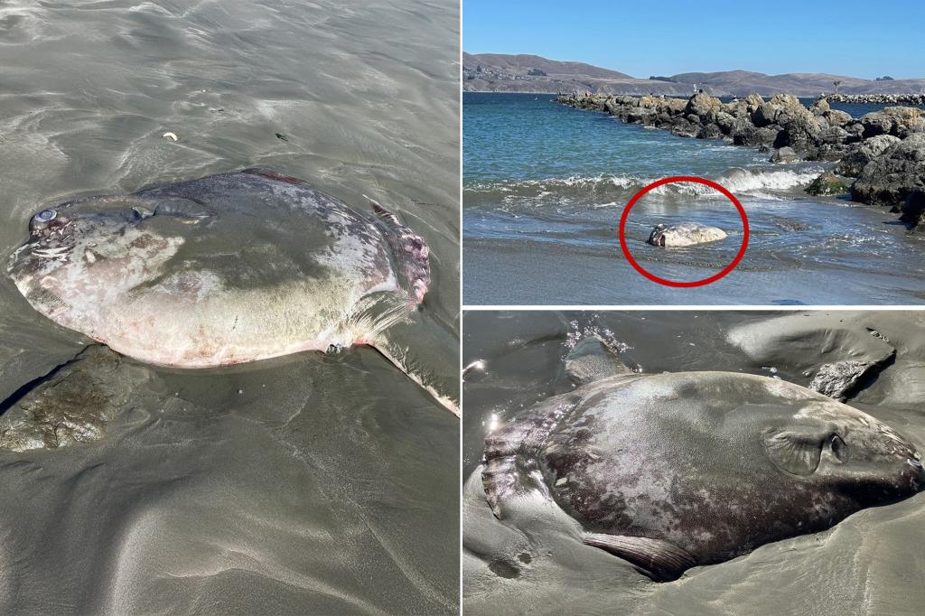 Large, odd-looking fish washes ashore in California: ‘So weird and gorgeous’