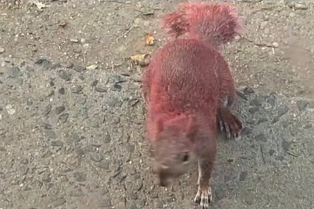Pink-painted squirrel on the ground.
