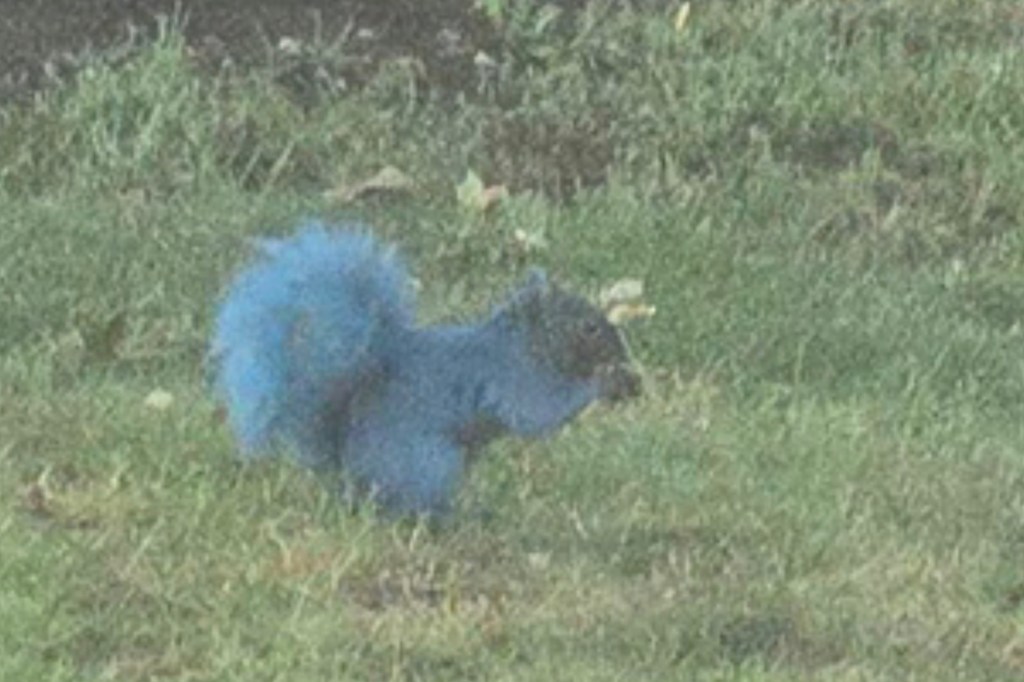 Blue-dyed squirrel in grass.