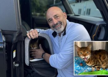 Florida family finds missing cat— 900 miles away in North Carolina