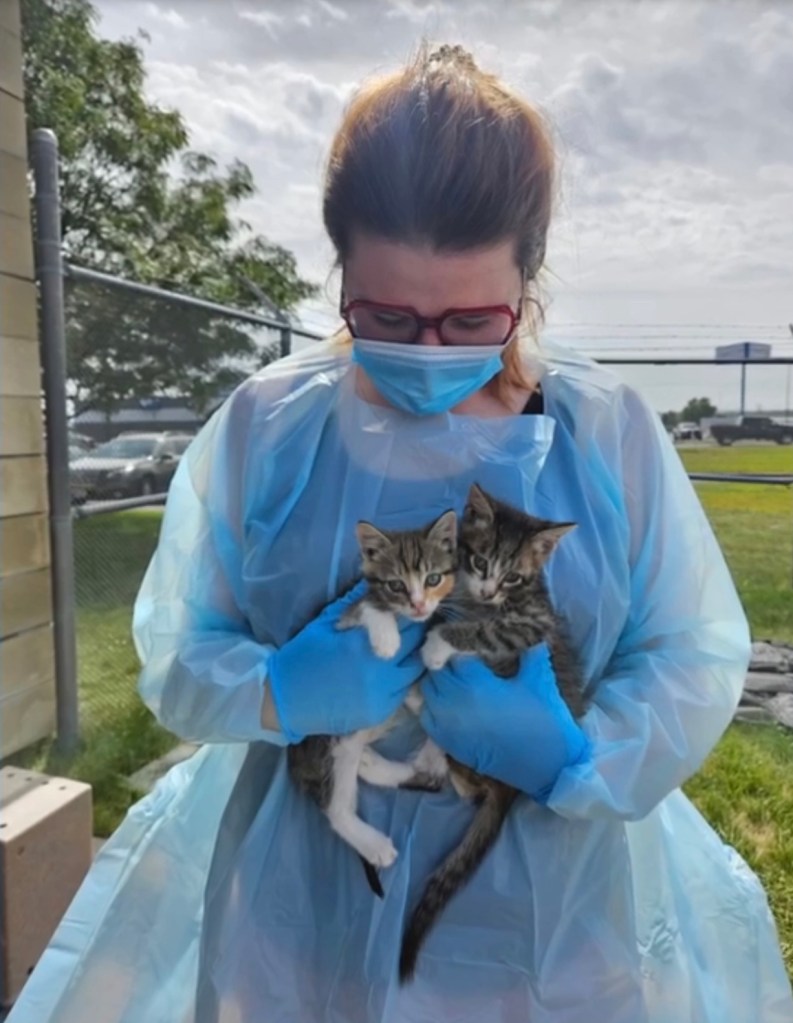 All animals were evacuated, washed, and placed in foster care or veterinary clinics.