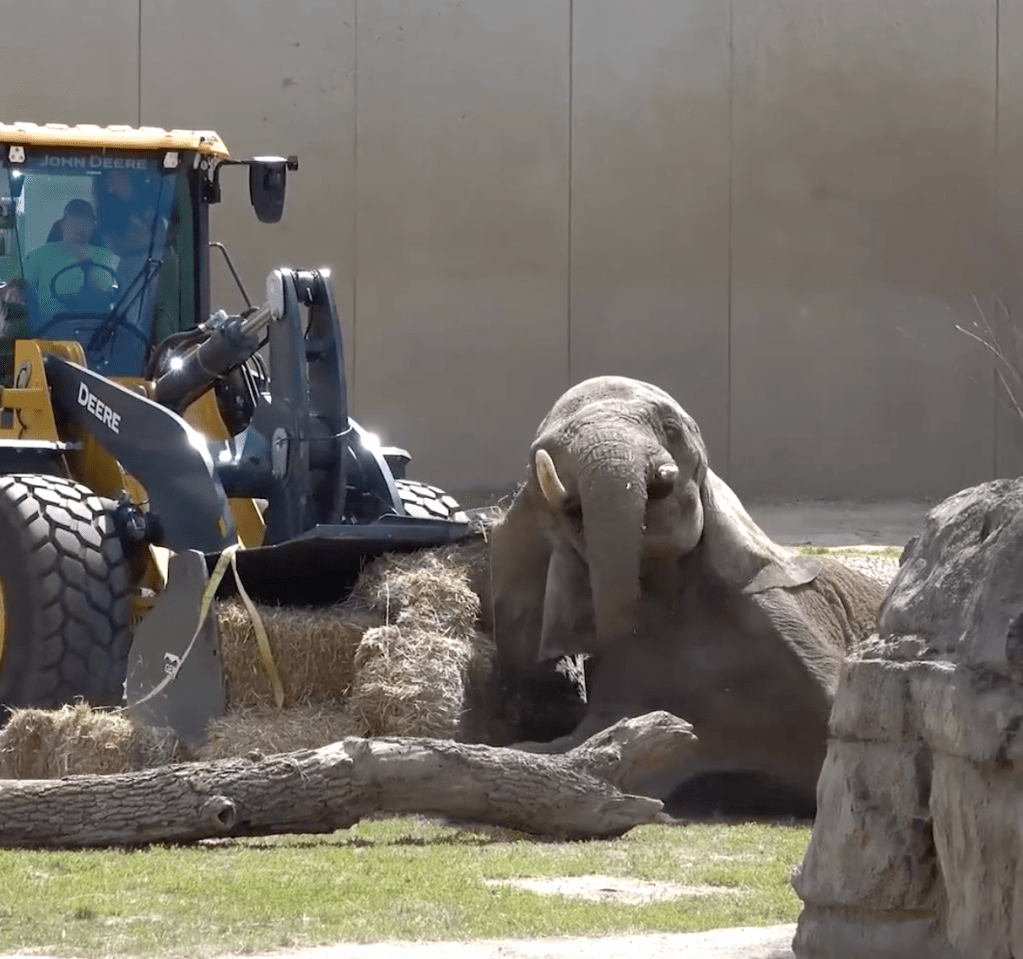 The heavy machinery helped the geriatric elephant regain her footing.
