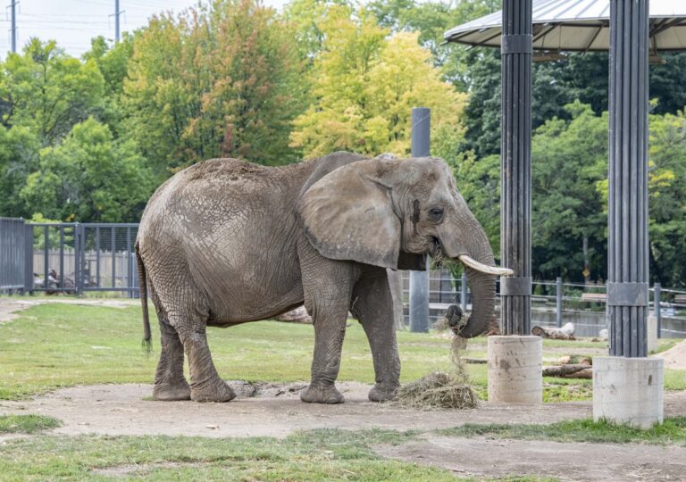 African savanna elephant Ruth in her enclosure at the Milwaukee County Zoo in Milwaukee, Wisc. on Sept. 3, 2025.