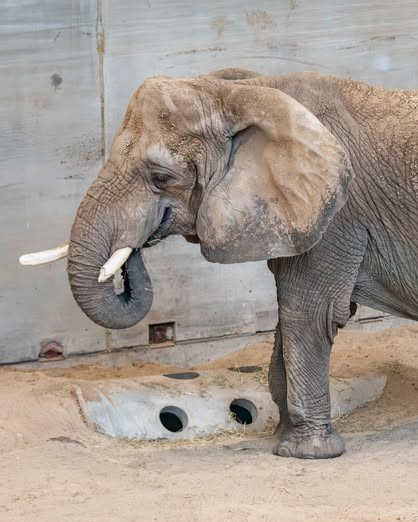 Ruth was able to walk into the indoor habitat without the need for additional help.