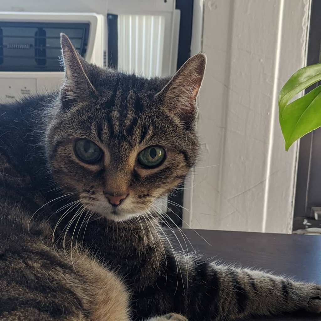 Leo the Cat, a write-in candidate for City Council.